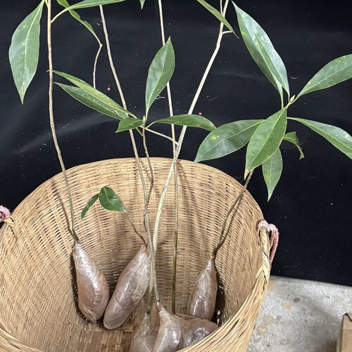 新鲜 灯笼树 吊钟树