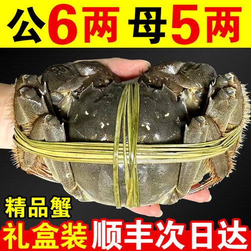 活蟹大闸蟹鲜活螃蟹全母蟹特大公蟹湖蟹4-5两10只礼盒装顺丰包邮
