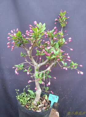 垂丝海棠树种庭院植物耐寒西府