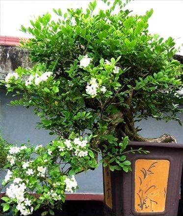 九里香花苗带花室内外驱蚊四季植物客厅七里浓香飘香九里盆栽花卉