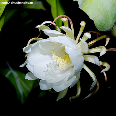 昙花苗观花孔雀蓝带花浓香花卉