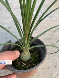单头酒瓶兰绿植组合迷你小盆栽 办公室创意象腿树 观叶桌面植物