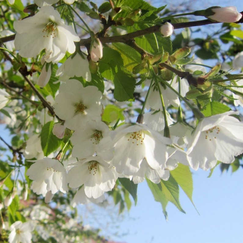 园林绿化苗庭院植物嫁接樱花树苗早樱苗东京樱花树苗行道树苗