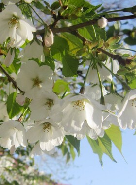 园林绿化苗庭院植物嫁接樱花树苗早樱苗东京樱花树苗行道树苗