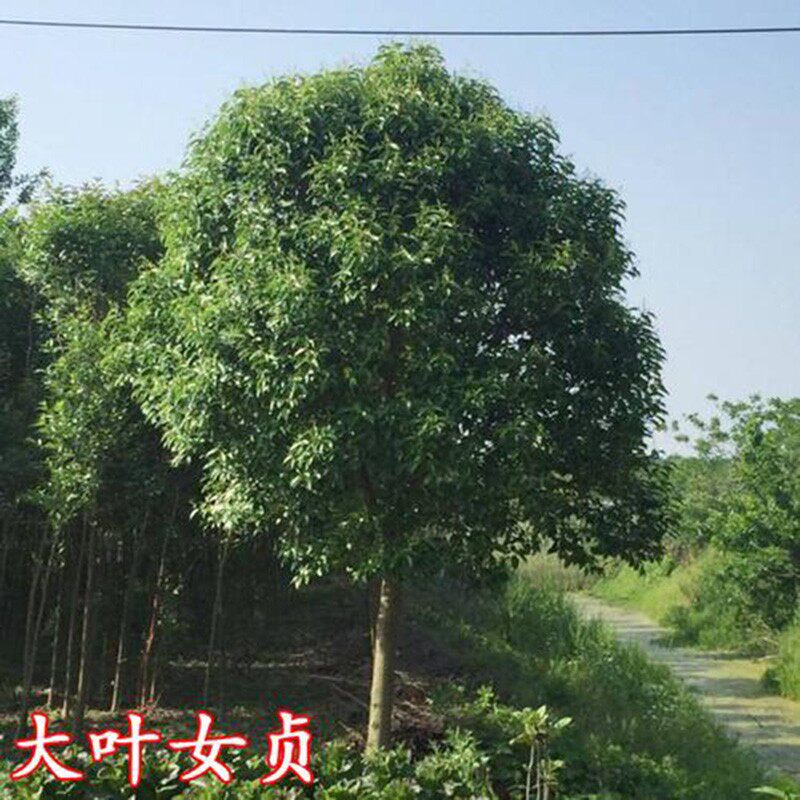 大叶女贞树苗 高杆女贞苗 大叶女贞小苗四季常青 庭院道路风景树