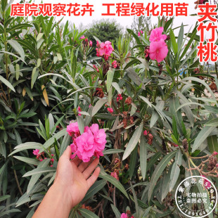 庭院花卉夹竹桃植物花树苗室外盆栽净化空气四季常青工程绿化用苗