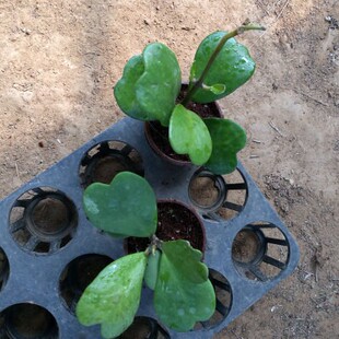 室内盆栽花卉 爬藤植物 心叶球兰花盆栽 心叶球兰苗带盆带土包邮