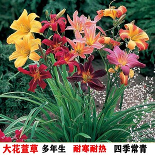 大花萱草忘忧草耐寒植物金娃娃萱草花苗地被花卉植物盆栽苗包邮