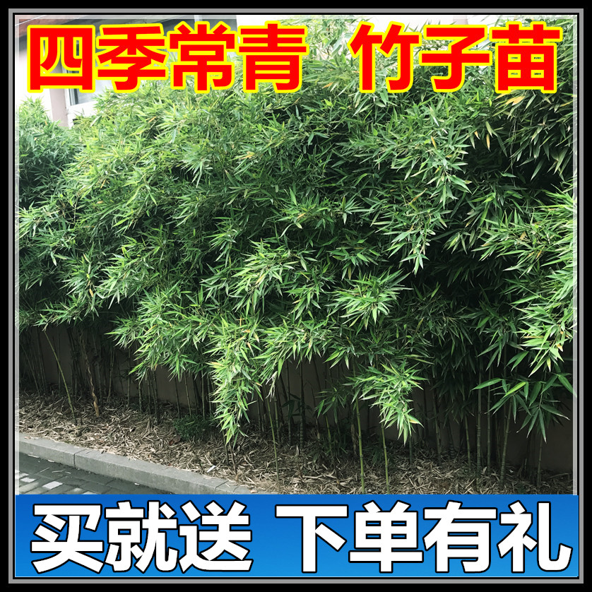 庭院地栽绿化植物耐寒竹子苗