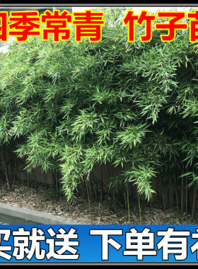 庭院地栽绿化植物耐寒竹子苗