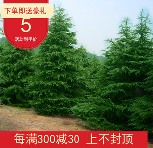 松树苗 黑松 雪松小苗 五针松 黑松小苗 黑松树苗 盆景 白皮松苗