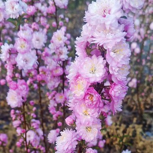 小叶榆叶梅梅花重瓣榆叶梅郁李树苗庭院观花植物盆栽地栽芳香花卉