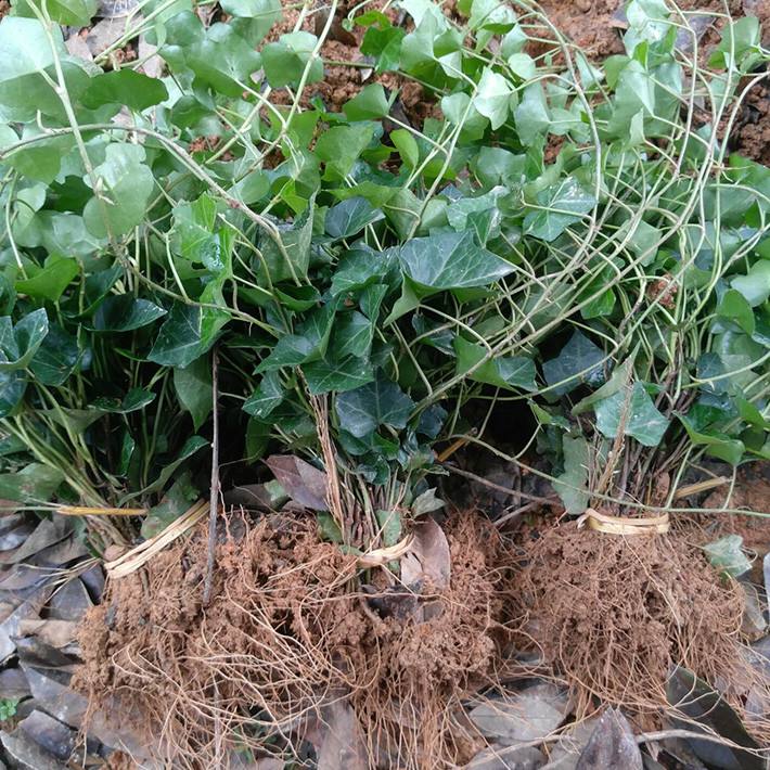 园林绿花苗庭院植物常春藤花苗爬藤植物花卉常青藤苗四季常青耐寒