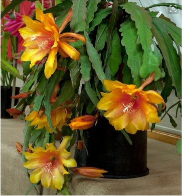 鱼骨令箭荷花苗带根花苞盆 栽嫁接进口枝条室内阳台庭院多肉植物