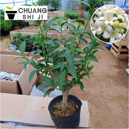 夜来香盆栽树苗 庭院阳台四季开花绿植花卉 净化空气香草植物