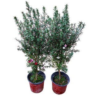 澳洲松红梅一树多色耐寒绿植花卉盆栽阳台客厅窗台室内庭院带原盆