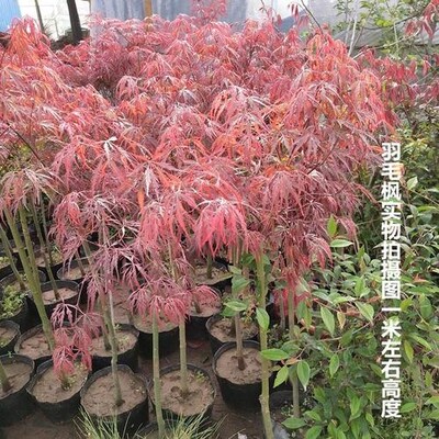薄利多销庭院美化羽毛枫