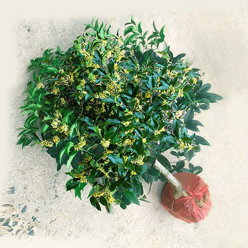盆栽植物浓香型庭院桂花树苗金桂