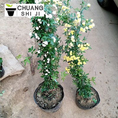 爬藤蔷薇木香花苗四季七里香
