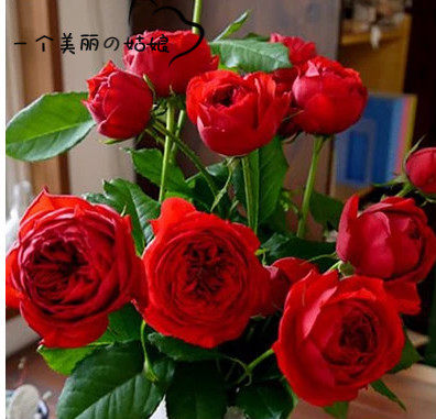 欧月切花 红苹果月季 超正的红色 勤花盆栽月季