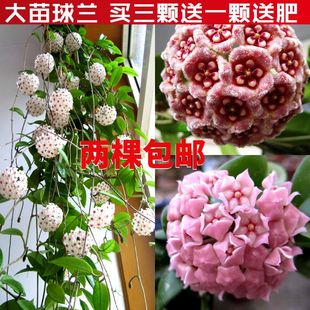 室内爬藤吊兰盆栽花卉 球兰花苗 绿叶花心球兰大苗攀援植物