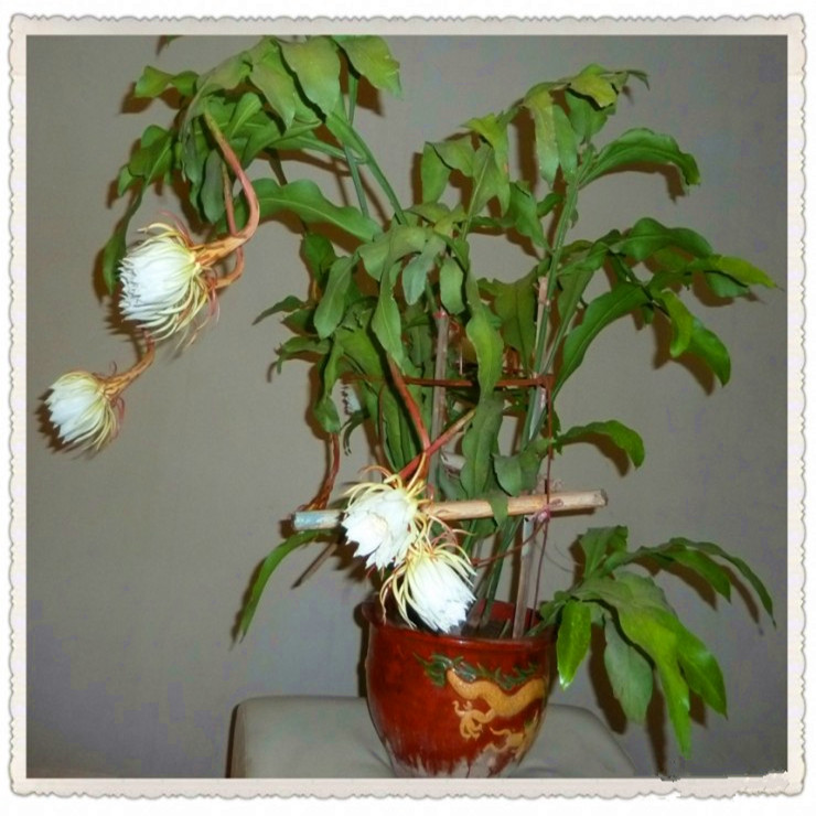 美国小叶昙花老桩苗盆栽进口细叶印尼白色爬藤垂吊带花苞植物香味