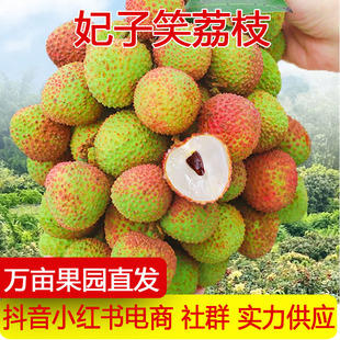 产地直发妃子笑荔枝新鲜水果现摘现发核小肉厚甜多汁一件代发