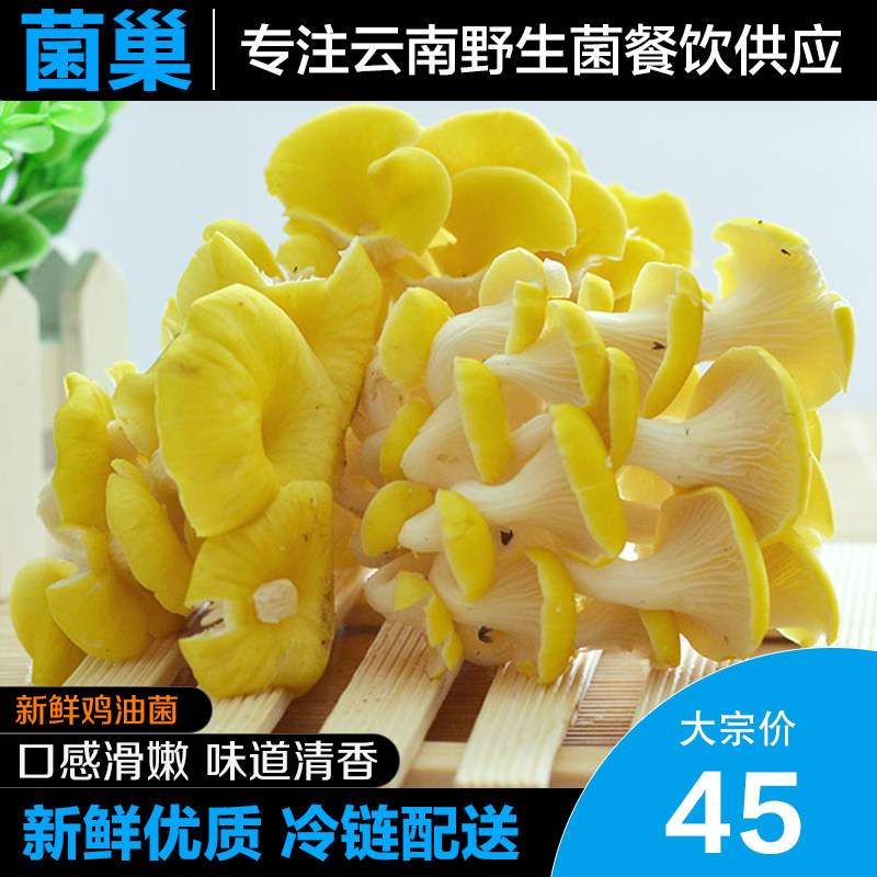 菌巢 新鲜鸡油菌1kg 榆黄菇鸡油黄 金顶侧耳玉皇蘑金顶蘑云南特产