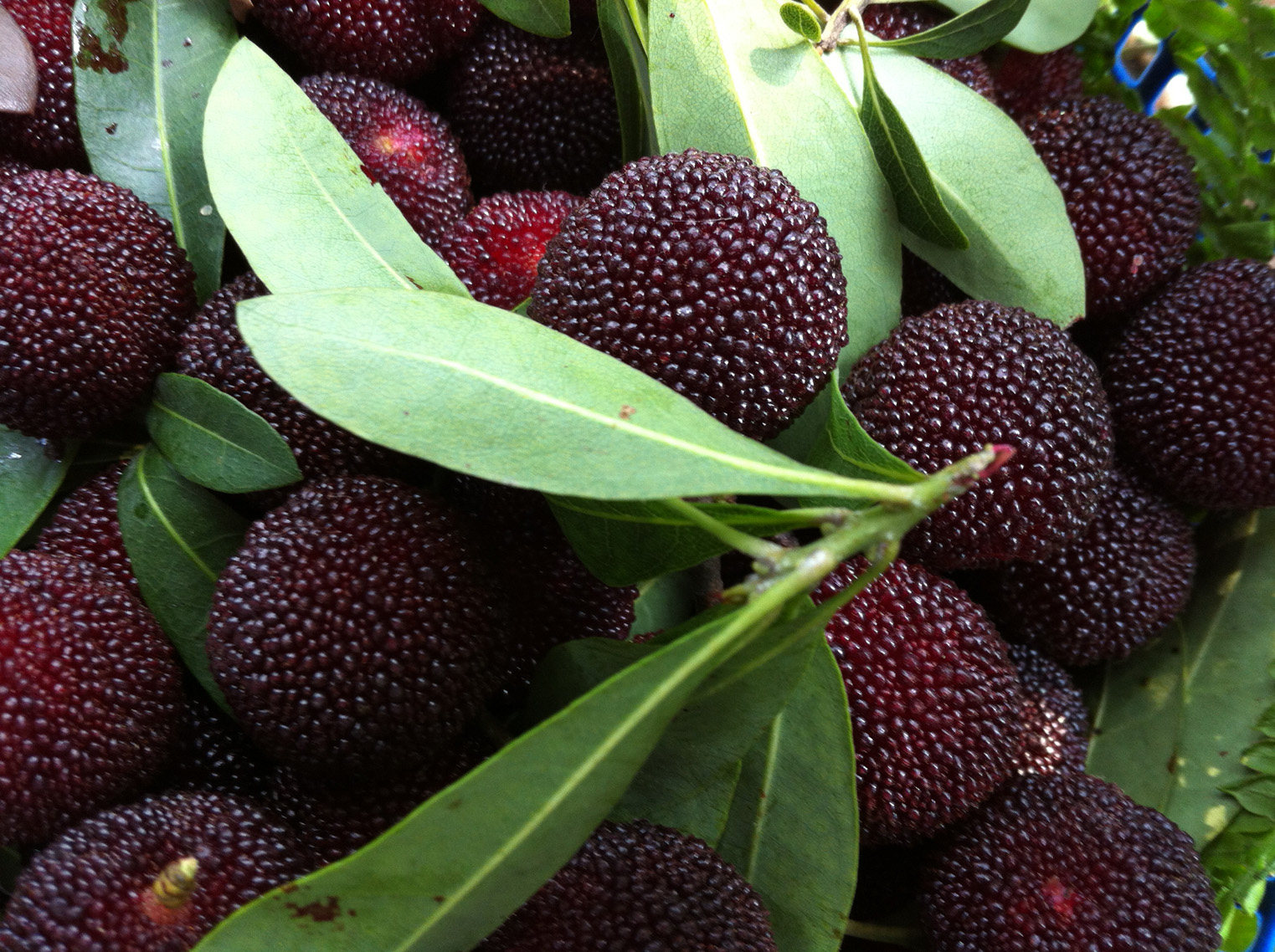 新鲜原生态湖南怀化靖州杨梅4斤装现摘现发 省内99元一件