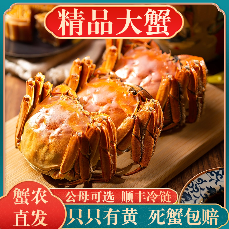 活蟹10只特大现货大闸蟹鲜活螃蟹礼盒精品全母蟹江苏兴化河蟹母蟹