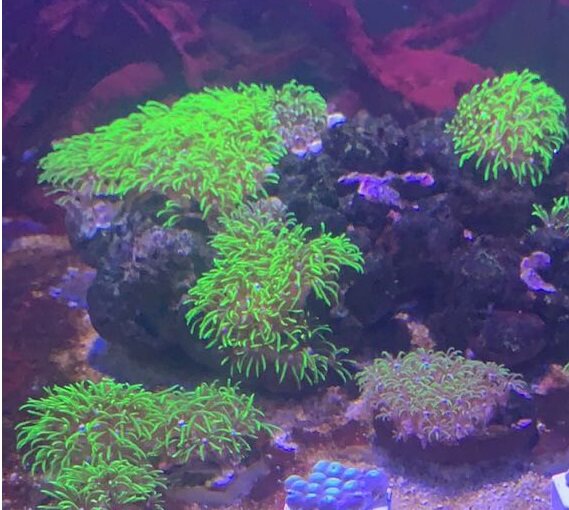 成都奶嘴海葵紫点白葵公主海葵纽扣草皮珊瑚 红菇 泡泡菇 绿毛菇
