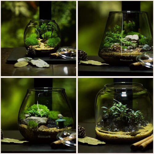 Bioloark生物方舟生态瓶苔藓瓶