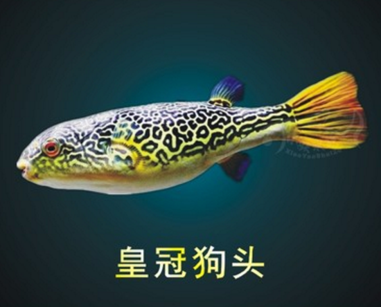 斑马狗头河豚除虫巧克力娃娃