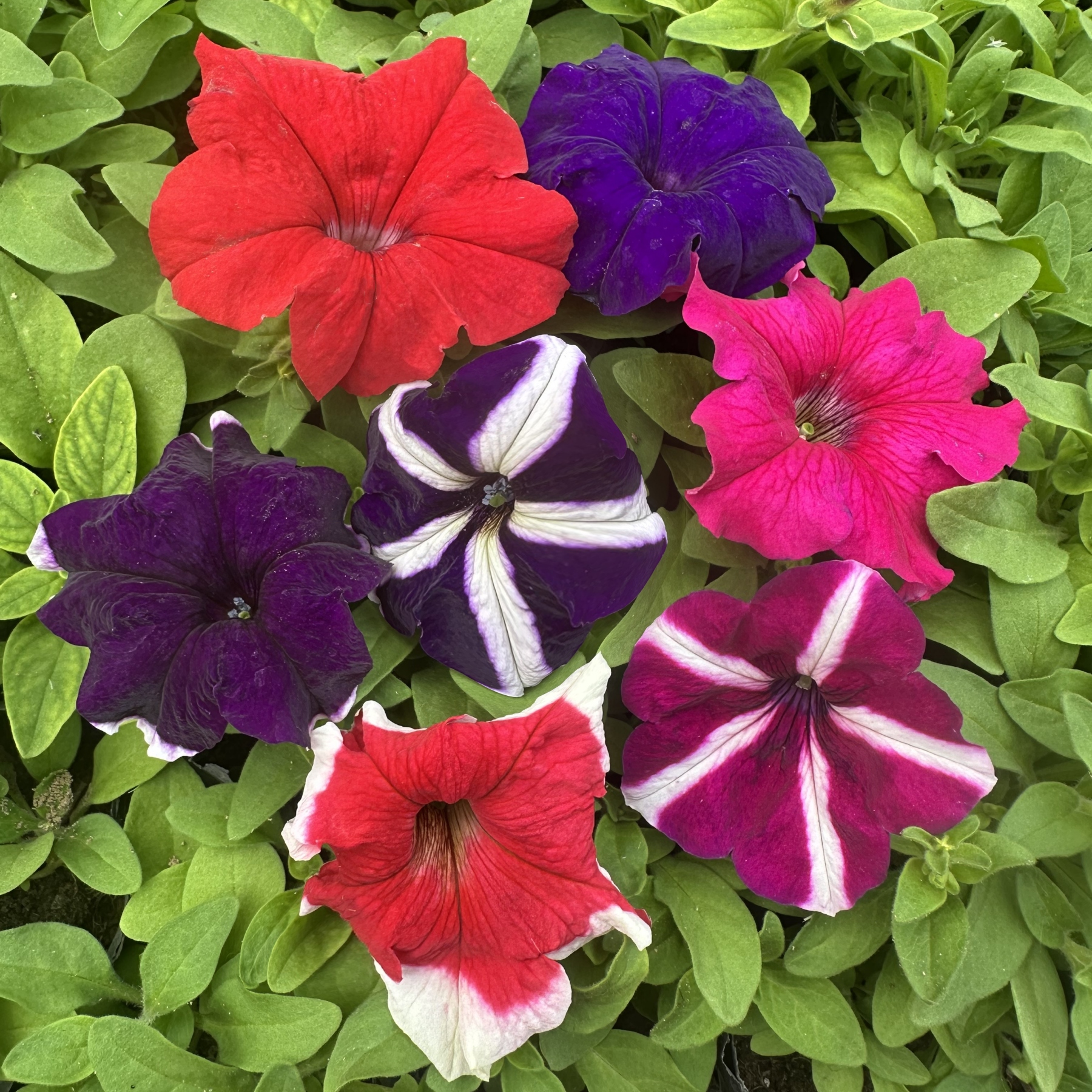 依花享乐 四季 大花 单瓣 矮牵牛 混色种子