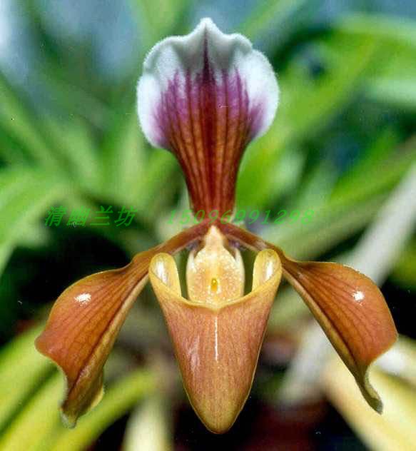 洋兰-兜兰-紫毛兜兰-Paphiopedilum villosum