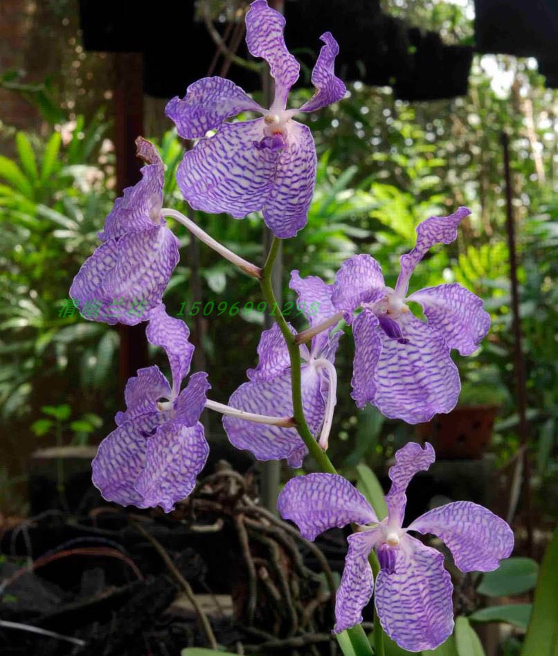 兰花-洋兰-云南大花万代兰/蓝花万代Vanda coerulea|ruв категории доставка цветов/цветок моделирования/растения садоводства, цветок/растения в горшках (новый), цветок - от Buy2taobao.com для оказания профессиональной услуги покупки агента Taobao