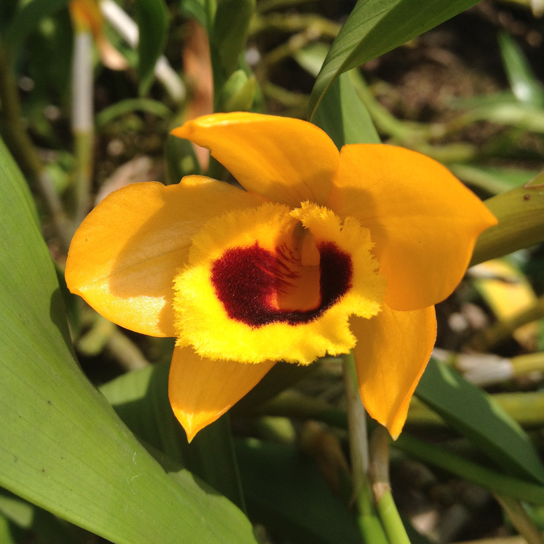 石斛兰 叠鞘石斛  紫斑金兰 黄花带眼斑den.aurantiacum