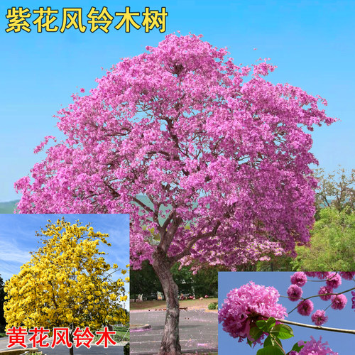 紫花风铃木花球黄花风铃木风景树