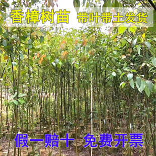 香樟树苗龙脑樟树驱蚊虫小叶香樟木树名贵绿化大树南北方四季常青