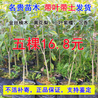 奇楠沉香小叶紫檀黄花梨金丝楠木