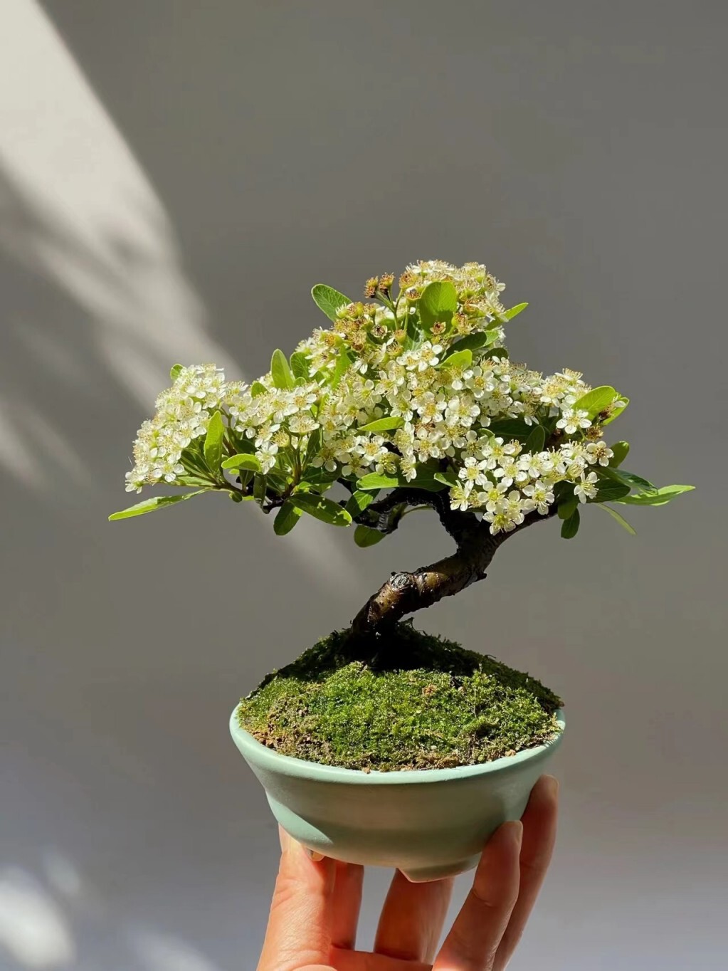 韩国火棘盆景掌中宝小品盆栽观果植物丰花丰果品种盆景素材苗