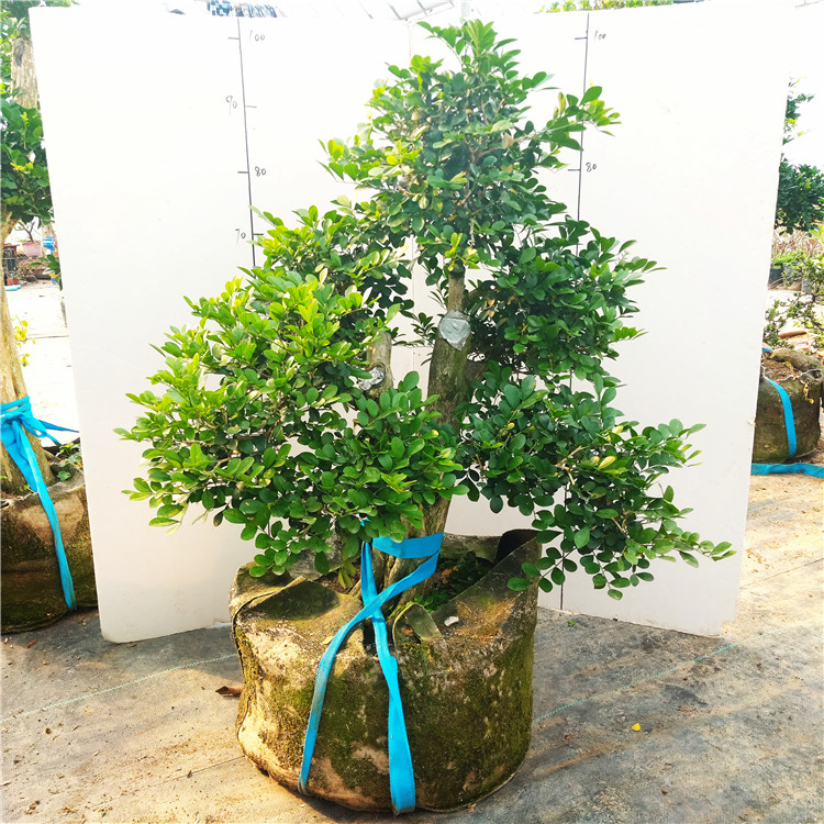 庭院开花结果带香味悬崖九里香