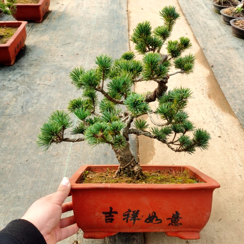 五针松盆景造型黑松老桩