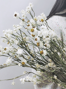 天然进口小白菊干花小清新治愈系