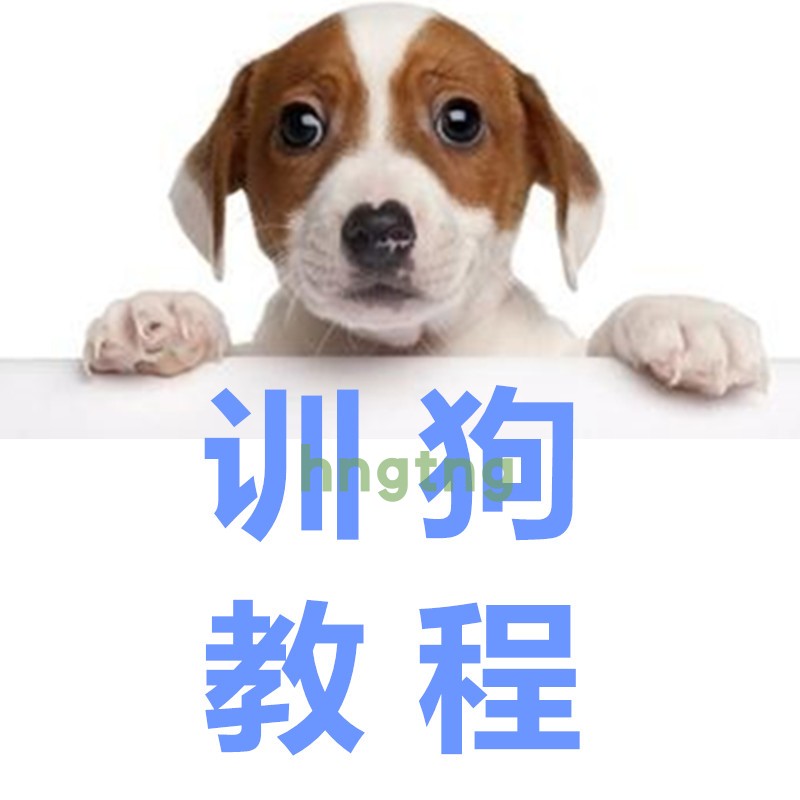 训狗视频自学教程训犬泰迪金毛拉布拉多狗狗专业训练咬手扑人纠正