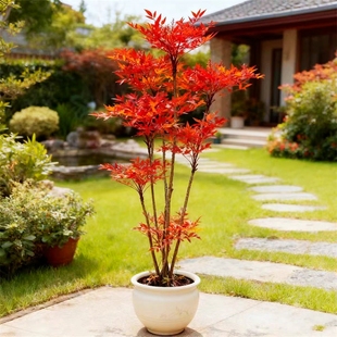 丛林多杆火焰红南天竹 红天竺