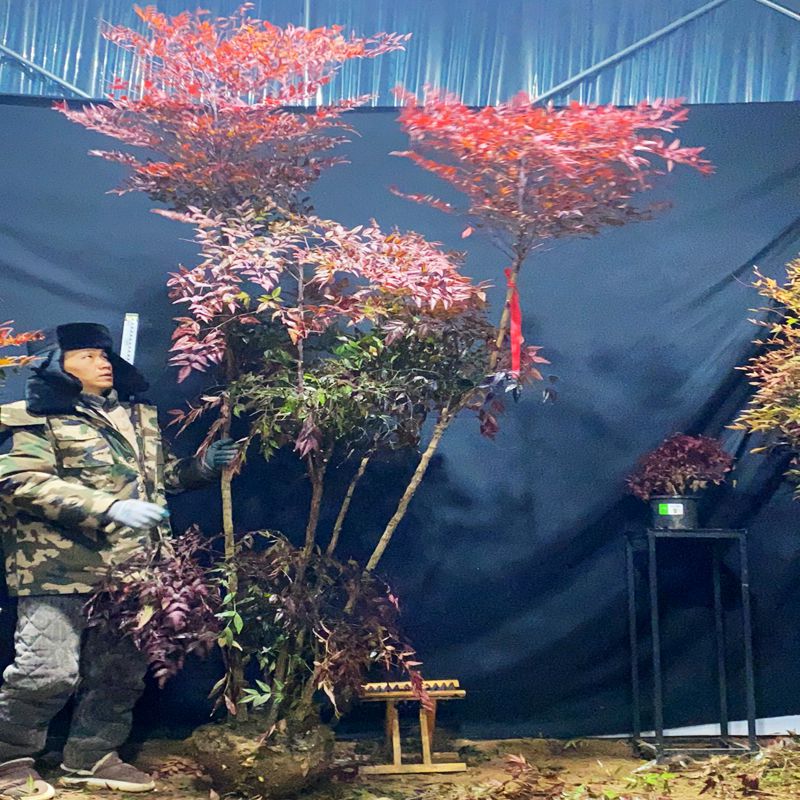 南天竹盆栽火焰红南天竺室内外绿植红叶庭院地栽植物四季耐寒植物