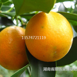 盆栽果树苗木 嫁接金橘树苗 大果脆皮金桔苗 皮脆果大清甜爽口