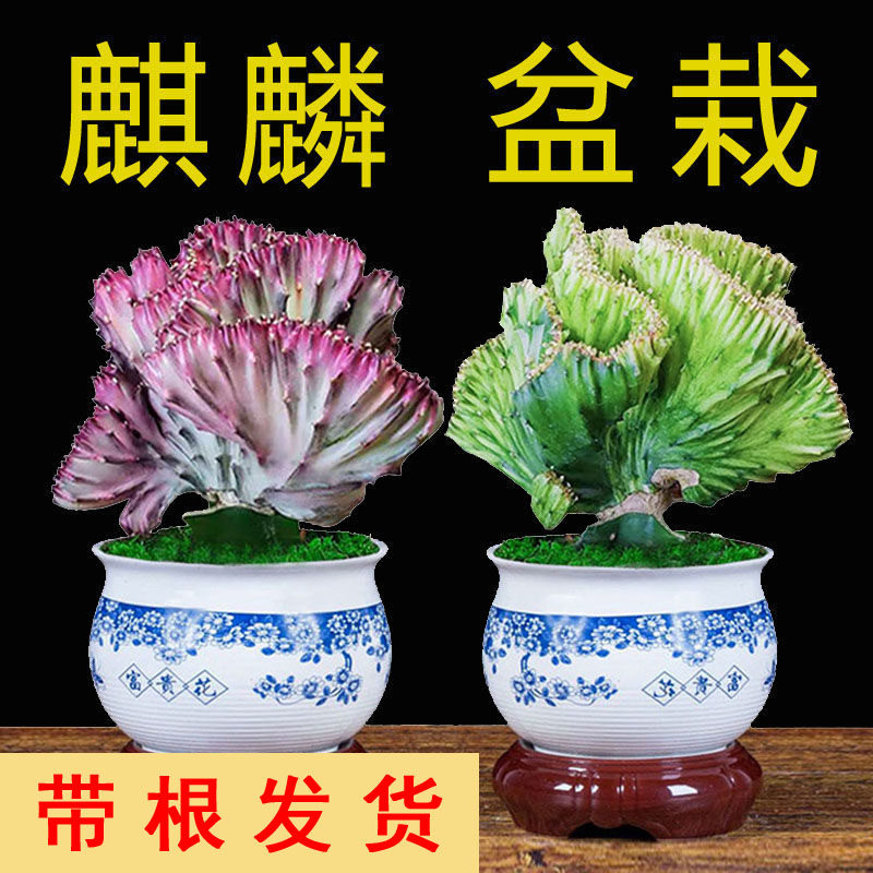 彩麒麟盆栽玉麒麟仙人掌盆景多肉植物喜阳耐旱办公室客厅室内盆栽图片