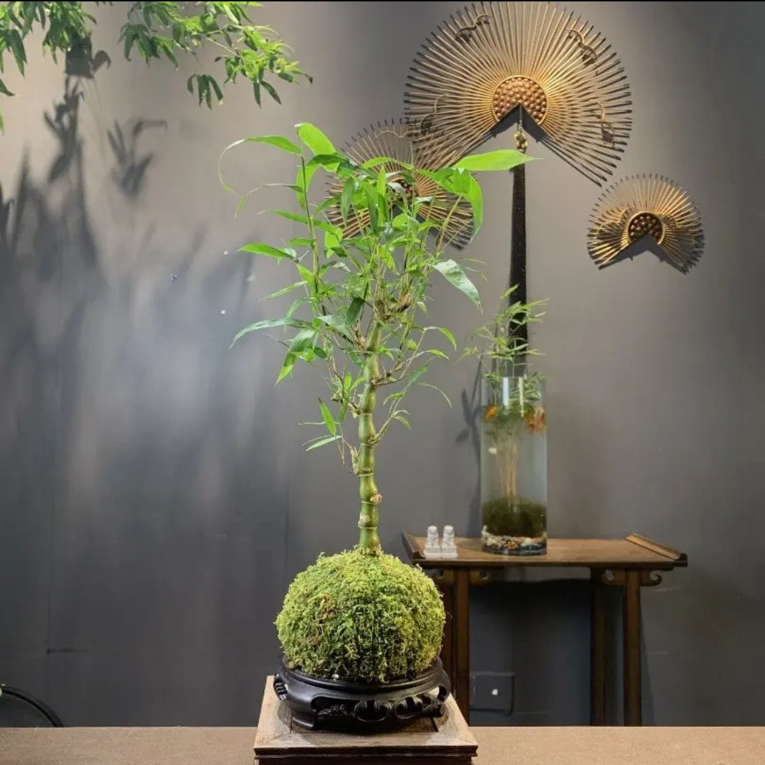 佛肚竹水培苔藓球四季常青办公室客厅桌面耐阴植物好养懒人盆栽